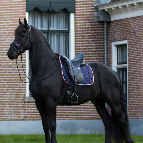Q Friesian zadeldek